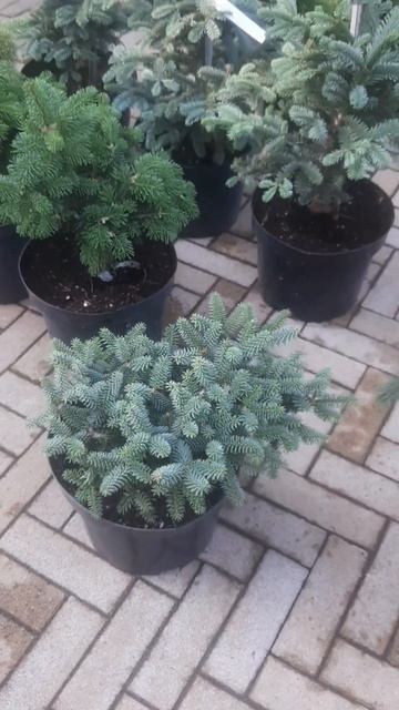 ❤🌲Пихта Испанская Хорстман
✔Продажа растений в макс и телеграм канале: Https://t.me/love_is_hvoiny_d