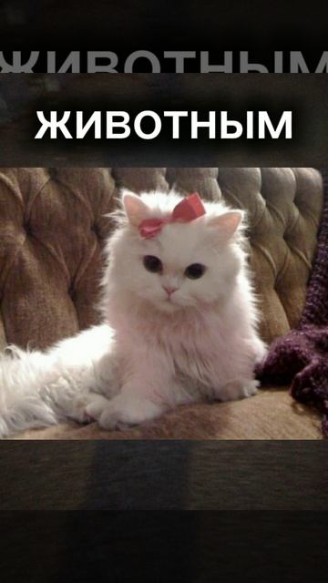 вот да🎀