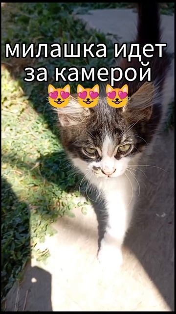 милая кошечка идет за камерой 😻😻😻