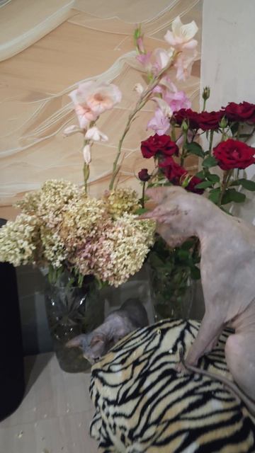 Гортензия🐈Hydrangea