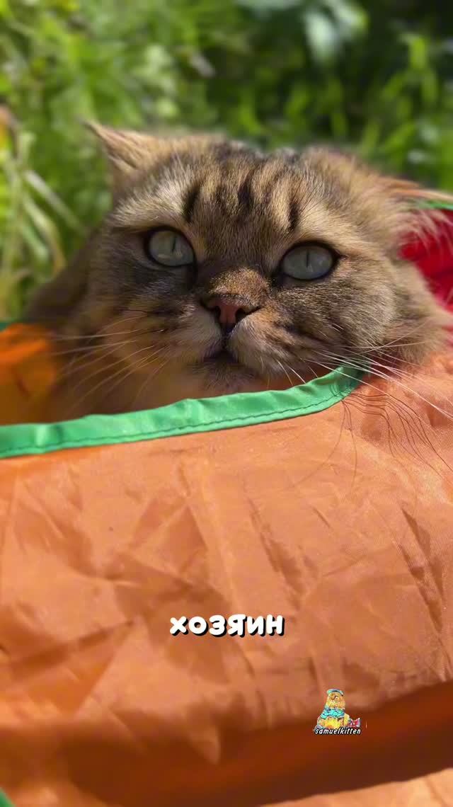Хозяин этой жизни😹 #котики #юмор #животные