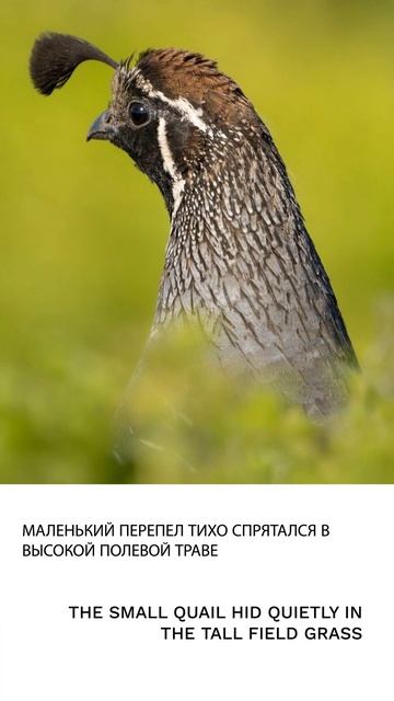 Перепел