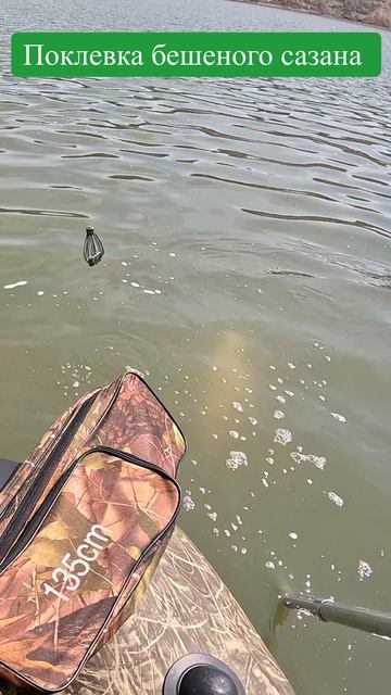 Сазан против рыбака: кто победит? #рыбалка #битва #fishing