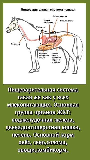 🐴 ЛОШАДИ