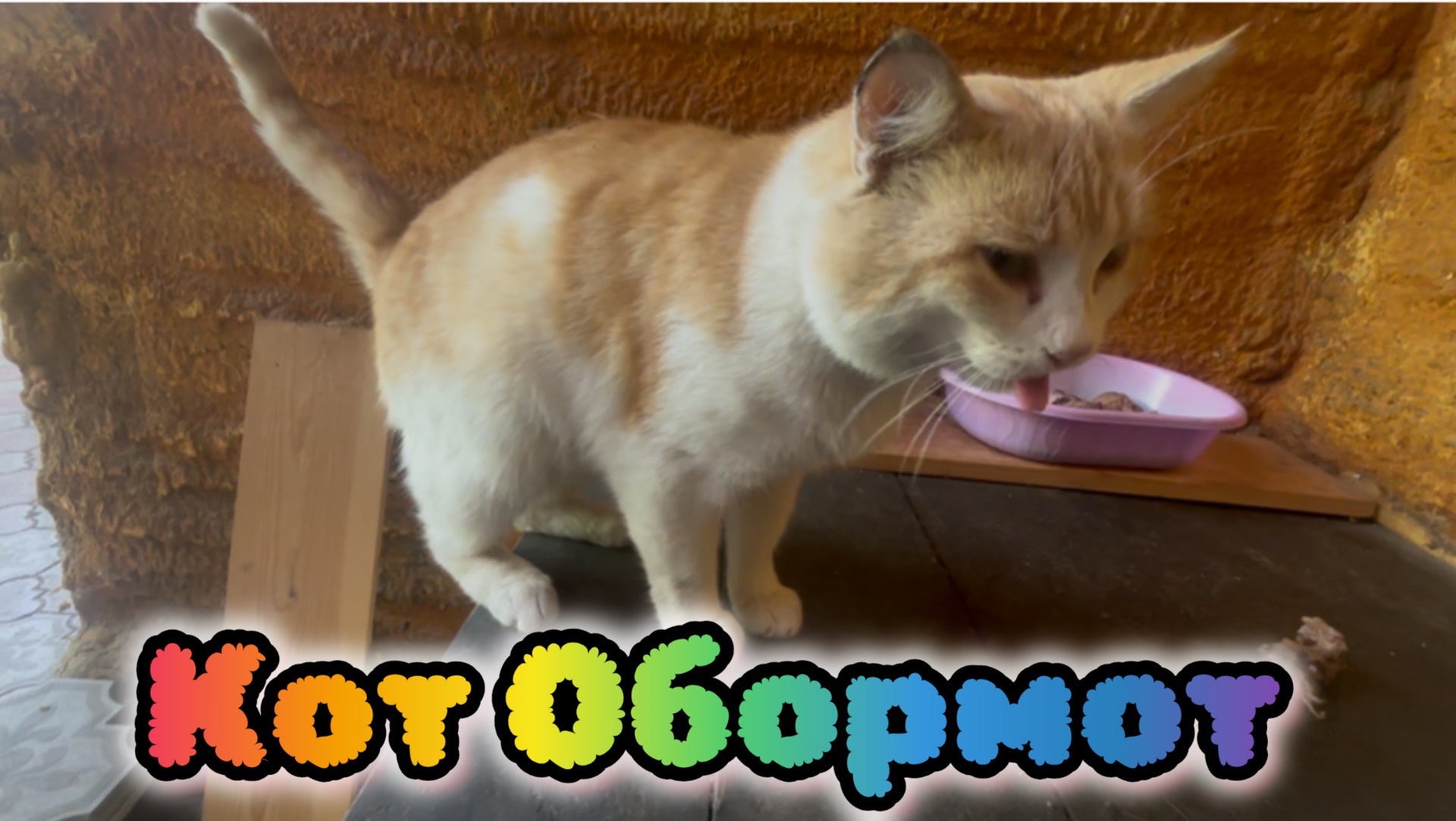 Кот обормот 😼