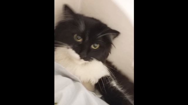 Топ 10 самых смешных фото с моимы котами 🐱