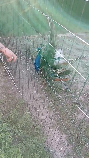 Video_16554139213725
