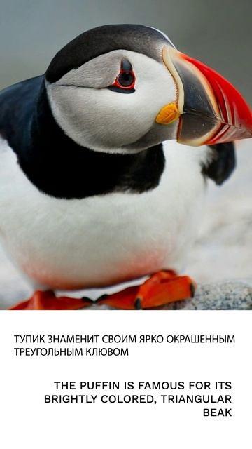 Тупик