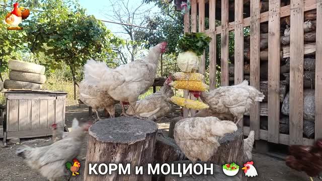 Кормление кур овощами и фруктами для зарядки и от скуки 🥗🐓🤗  (131)