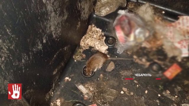 Полчища крыс заполонили жилые дворы в Чебаркуле