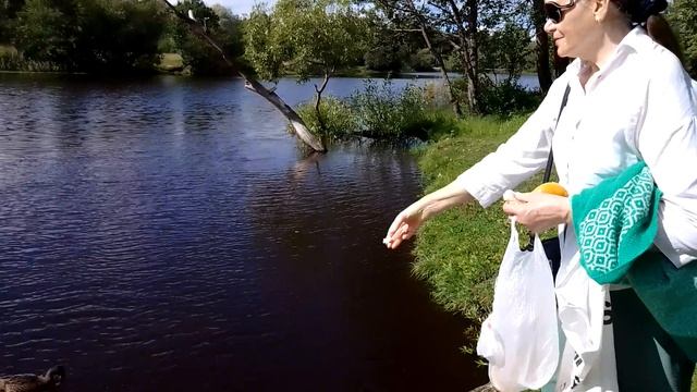 13 августа 2024 г. Ломоносов, Красное озеро.