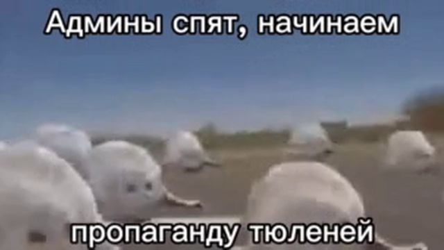 тюлени нападают!