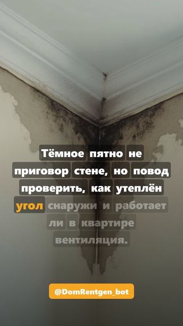 Плесень в углу под потолком #shorts