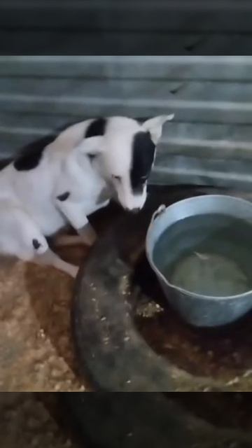 Уфа, Башкирия
Попали в отлов вот  такие собаки!😰Добрые и ласковые 
Пожалуйста, сделайте репост🙏