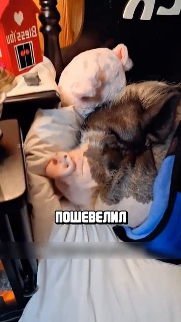Я люблю всех животных😇