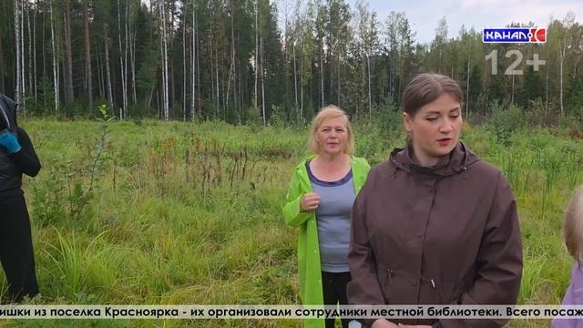 200 сосен посадили в Красноярке в рамках акции «Сохрани лес»