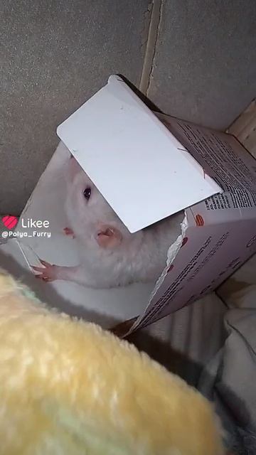 Милфи хулиганка😡😡😡