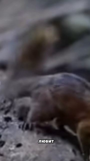 Тупайя — маленький зверёк, который всех удивил 🐿️✨