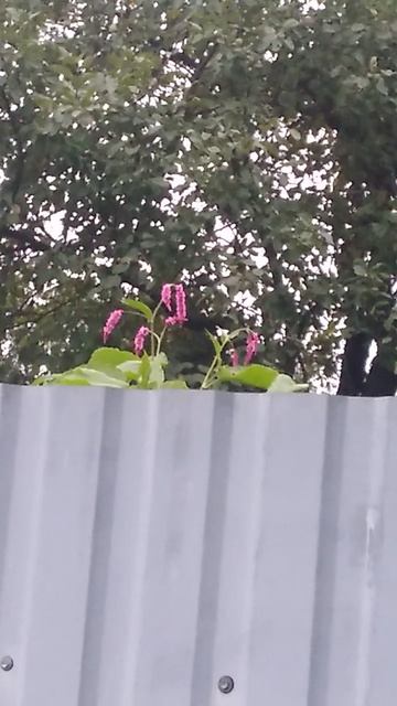 ЧТО ЭТО?