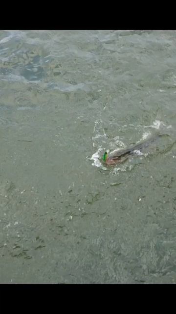 Щука на твичинг на городском пруду