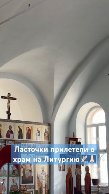 ️Сегодня в храм залетели две ласточки, которые внимательно слушали молитвы