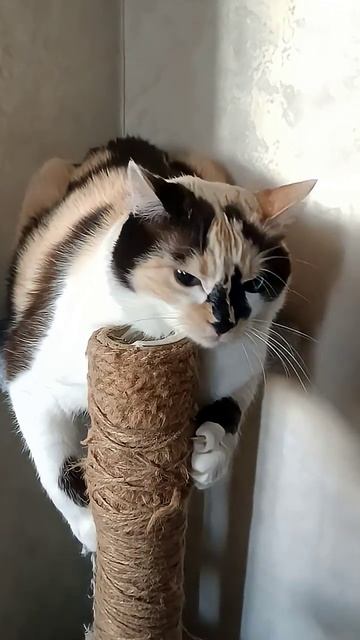 Очень красивые могут не работать❤️ #cats #cat #кот #catshorts #коты