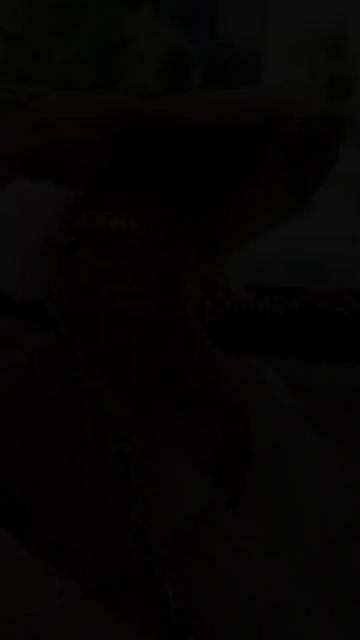 Удивительные животные !!!