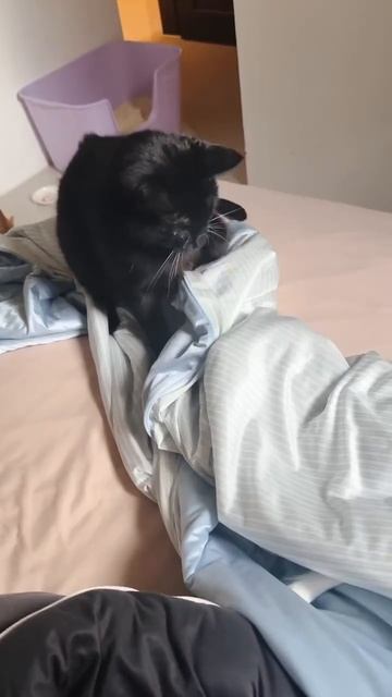 коты