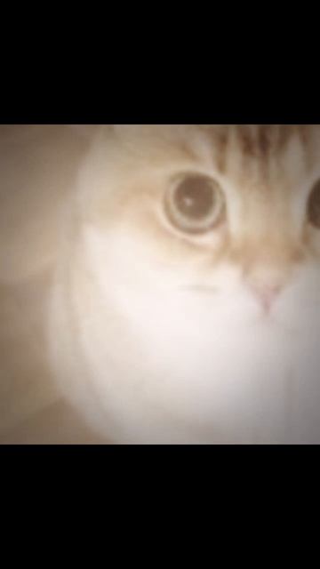 Эдит с котом