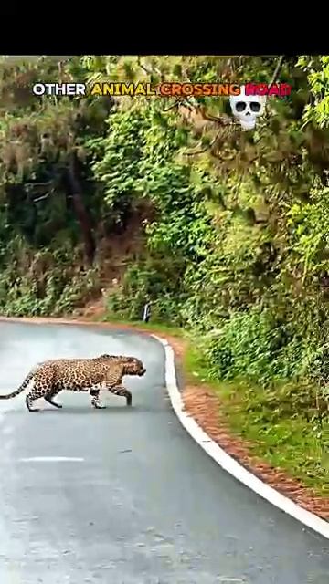 TigerCrossing Wildlife AnimalFacts BigCat Predator Nature WildAnimals Jungle WildlifeReels