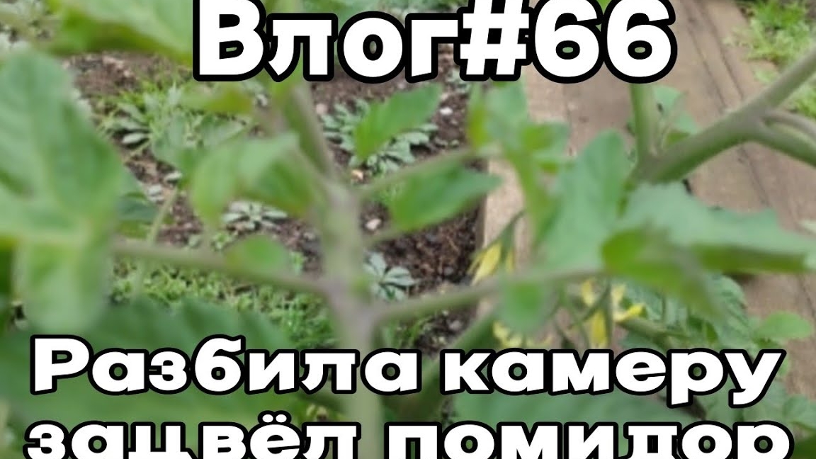 Влог#66 Разбила камеру/зацвёл помидор