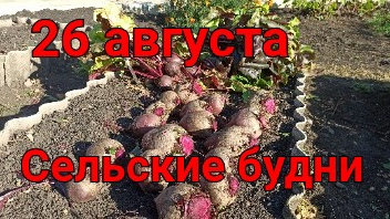Время убирать свёклу
