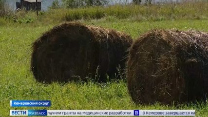 Не только дожди и воры: 
