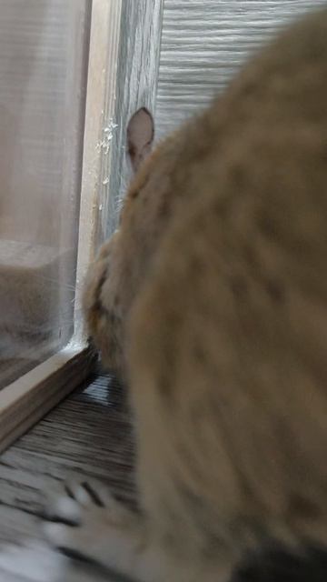 Поймал на месте преступления: дегу недоволен! 🚪🐹
