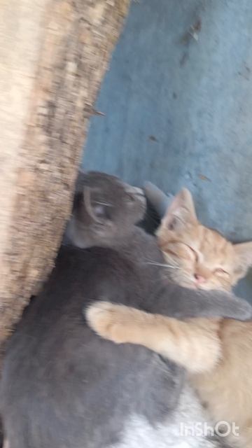 забавные котята