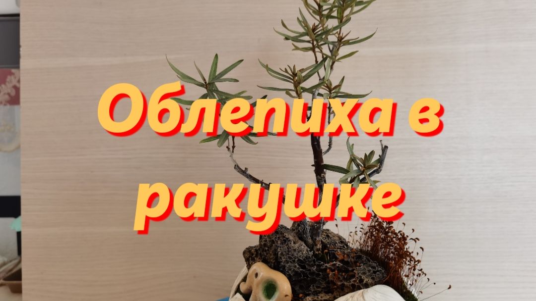 Облепиха в ракушке