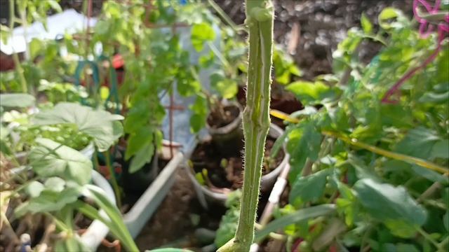 Переломило куст помидор 🍅, можно ли спасти?