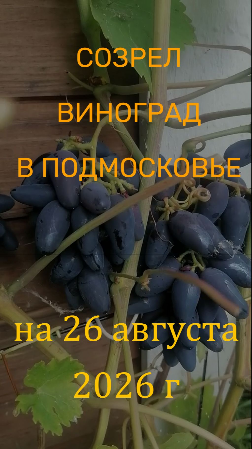 СОЗРЕЛ ВИНОГРАД В ПОДМОСКОВЬЕ на 26 августа 2026 г