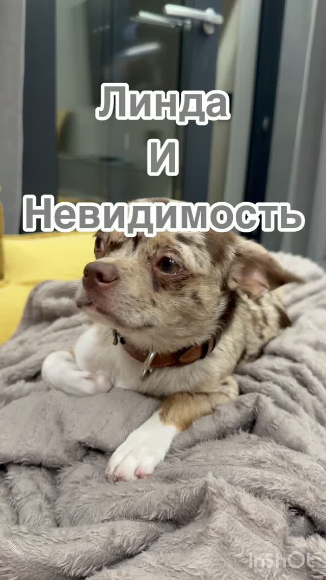 Линда и невидимость. # линдачеддер #собаки #животные