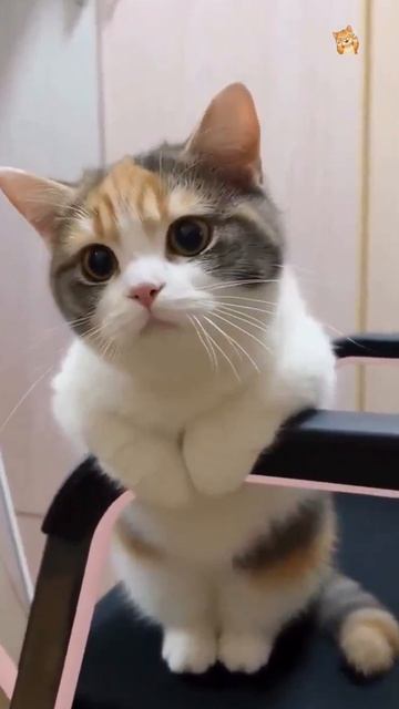 Кошачий привет!😻Веселые котики. Коты хулиганы! Невероятные трюки! #кот #хулиган #трюк #смех #short