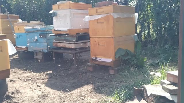 Поздний,вредный взяток с подсолнуха.