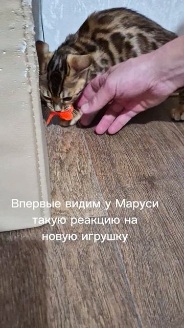 Осторожно! Дикий зверь!
