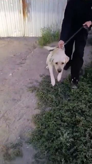 лабрик