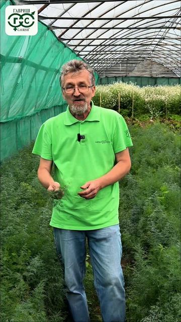 Байка от селекционера. А вы знали об этом свойстве укропа?