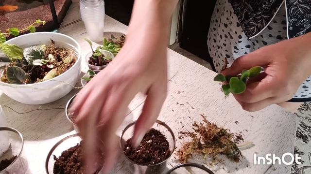 как поживают фиалки выкинутые на улицу 😳 реанимация узамбарских фиалок 🤗