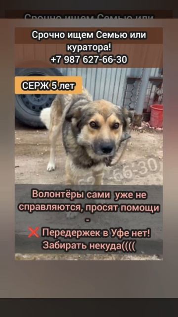 СБОР НА ВЫВОЗ ‼️Всем здравствуйте! Серж уезжает в Адыгею 2 сентября🙏 Пожалуйста, помогите ему уехат