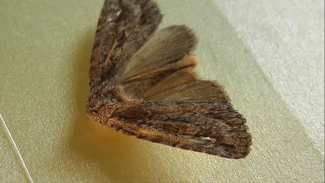 Phidrimana Amurensis