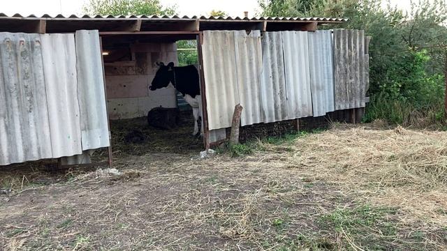 Удаление рогов отменяется, расчехлил элетропастух