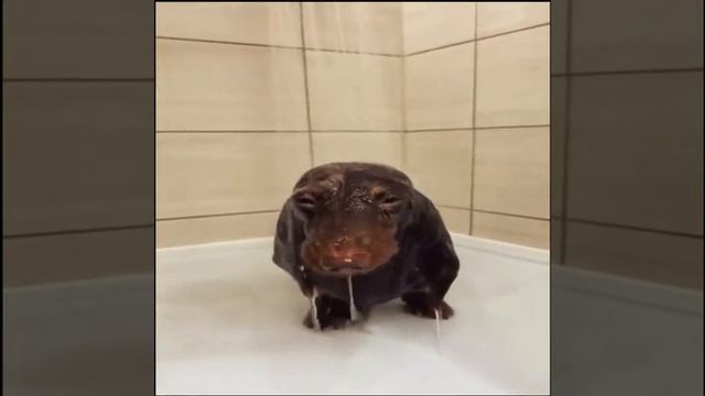 как ваши дела?