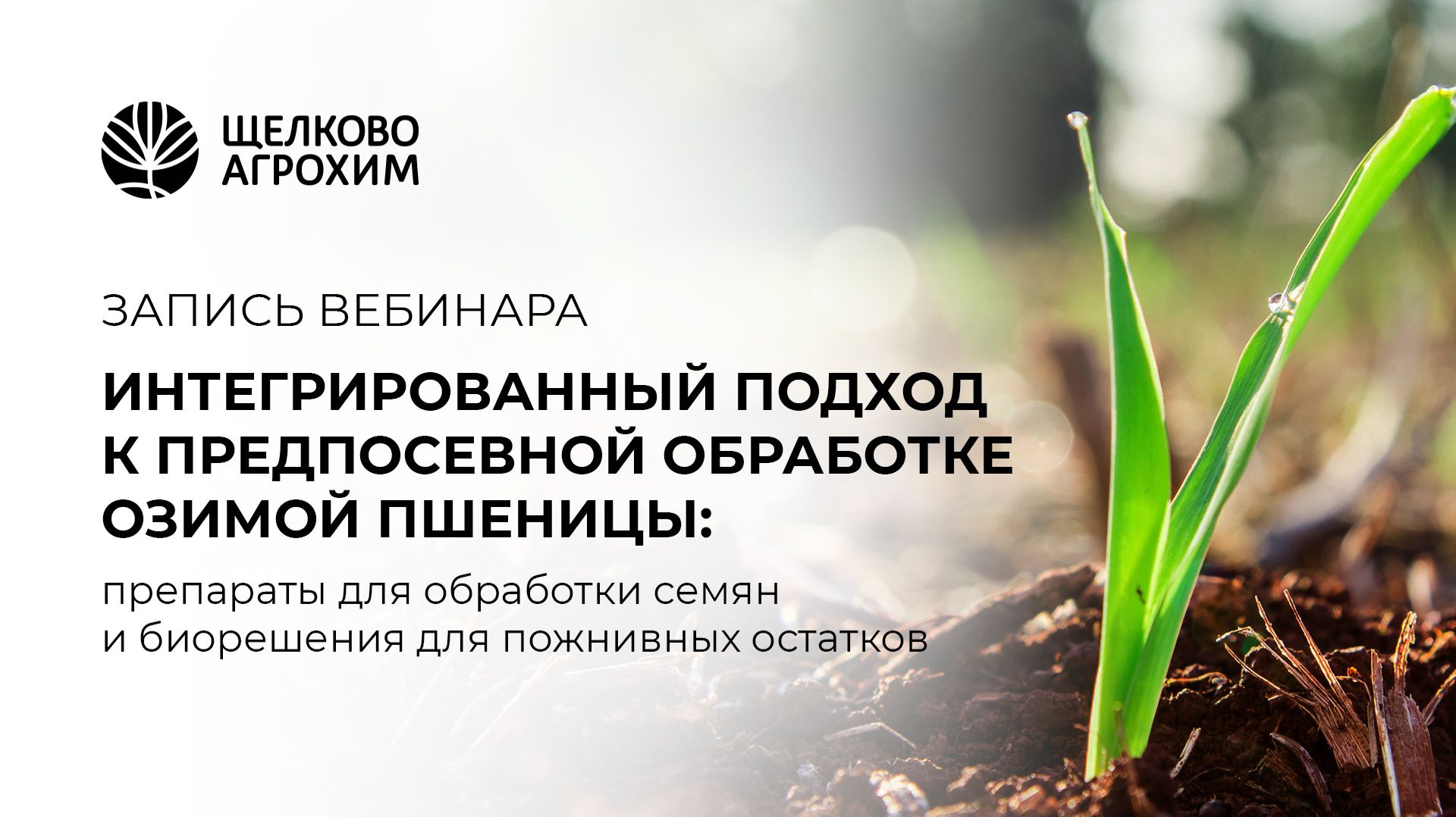 Предпосевная защита озимой пшеницы: интегрированный подход